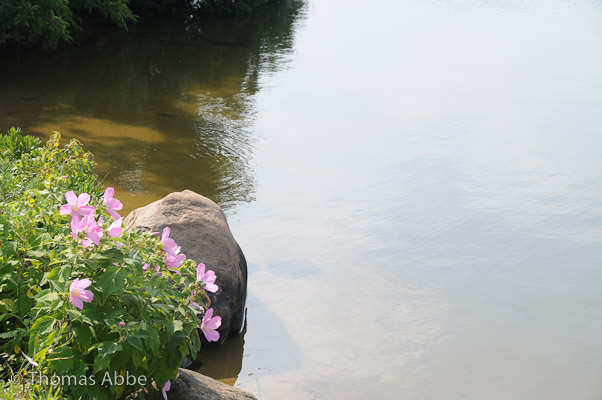 Marshmallows on the Edge