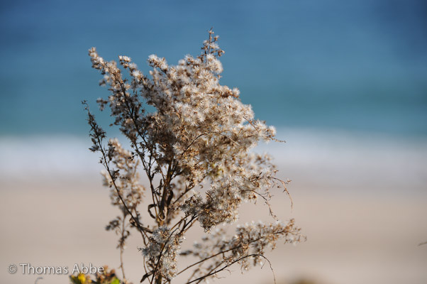 Goldenrod Seed Head