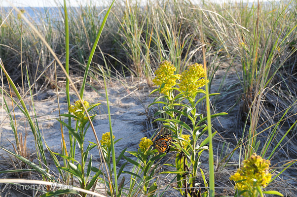 Goldenrod with Monarch Butterfly