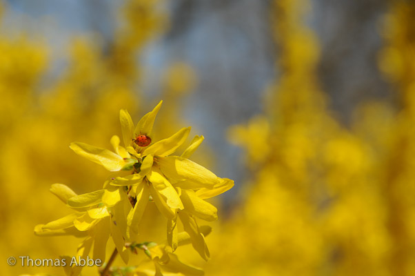 Ladybug on Flowering Forscythia