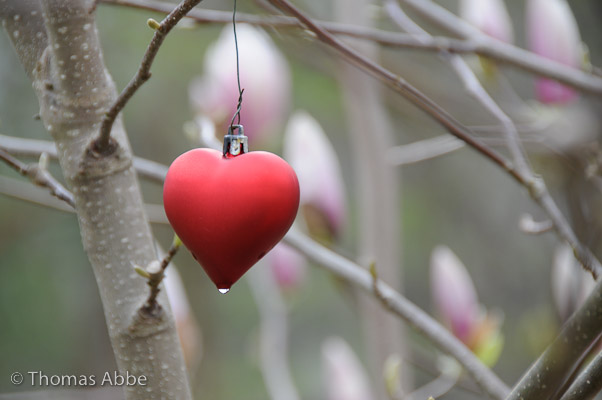 Magnolia Tree Heart