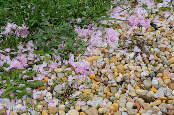 Blossoms on Gravel Path