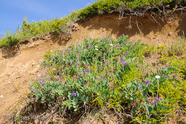 Hanging Wildflower Garden with Beachpea