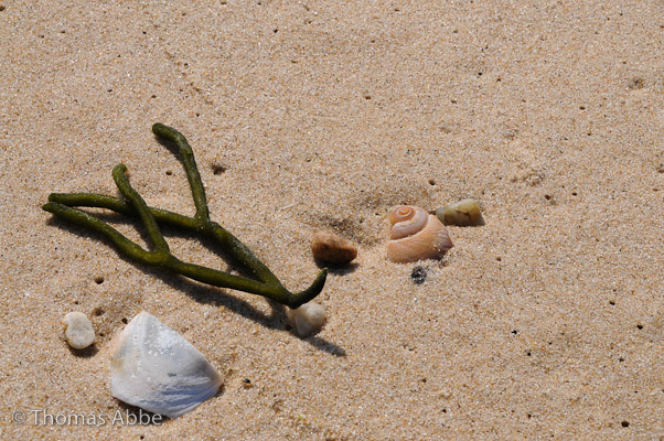 Beach Still Life