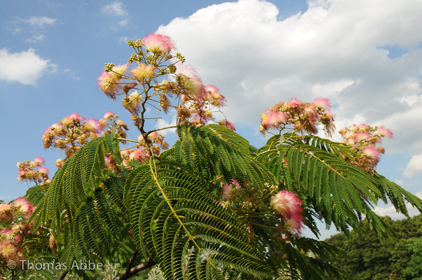 Mimosa on a WIndy Day