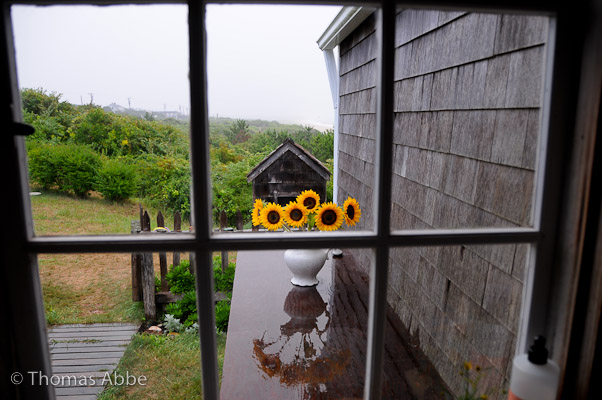 Rainy Day Sunflowers
