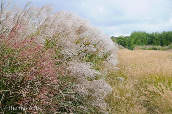 Ornamental Grasses