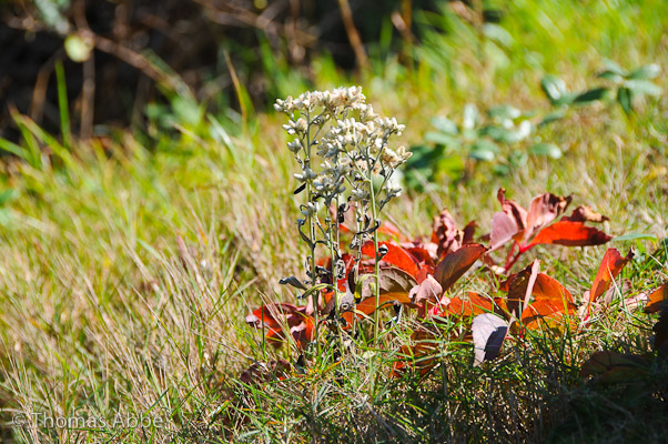 October Sweet Everlasting