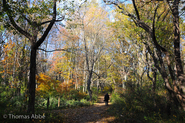 Gabriel Walking in the Woods