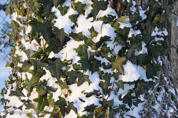 Maple with Snow and Ivy